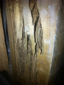 Termite Damage on Wooden Pilar