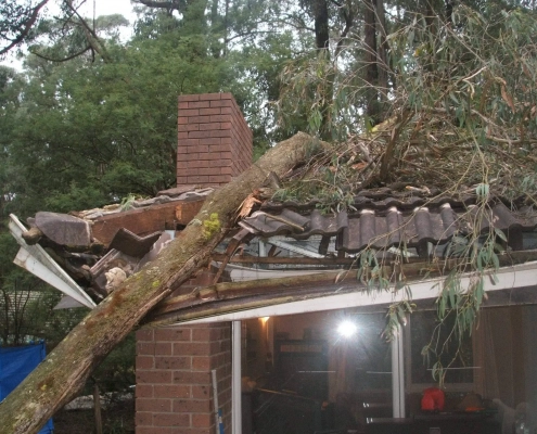 Large Tree Falls on the Roof